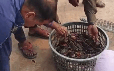 নিষেধাজ্ঞা অমান্য করে কাঁকড়া শিকার