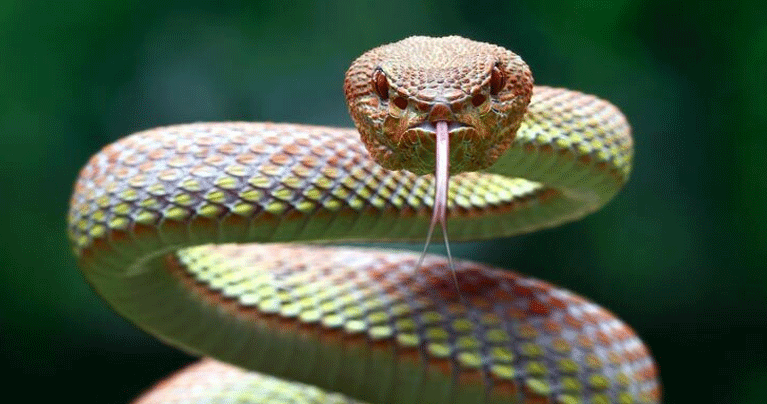 বিশ্বের সবচেয়ে বিষধর ৬ সাপ চিনে রাখুন