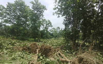 জাহাঙ্গীরনগর বিশ্ববিদ্যালয়ে আবারও উপড়ে ফেলা হলো অর্ধশতাধিক গাছ