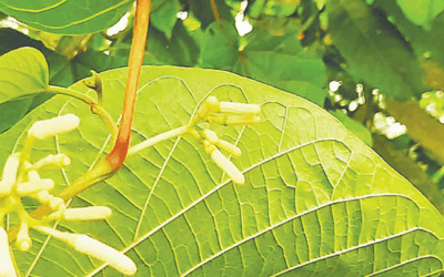 বনিপদের দেখা পেলাম